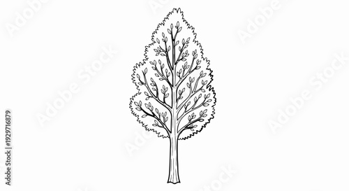A stylized, black and white illustration of a deciduous tree with a textured trunk and delicate branches