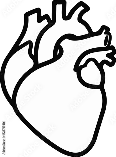 Outline of a human heart with major blood vessels