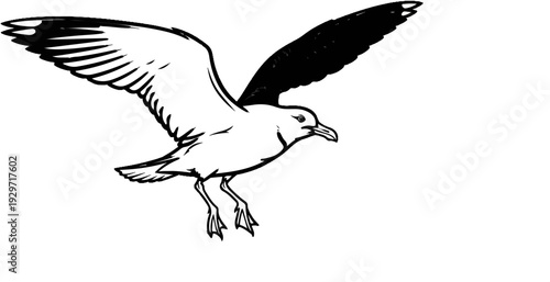 Black and white illustration of a seagull in flight with wings spread wide