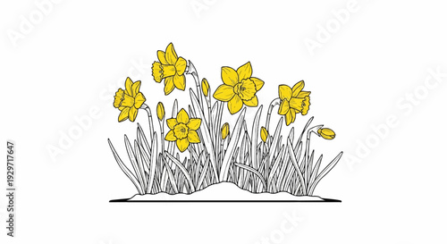 Delicate yellow daffodils bloom amongst green foliage and buds