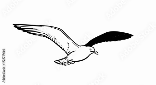 A black and white drawing of a seagull with wings spread wide in flight
