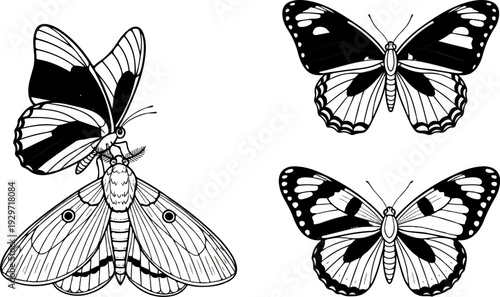 Detailed black and white illustrations of three distinct butterflies and one moth