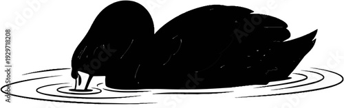 Black swan dips head into rippling water, stylized illustration