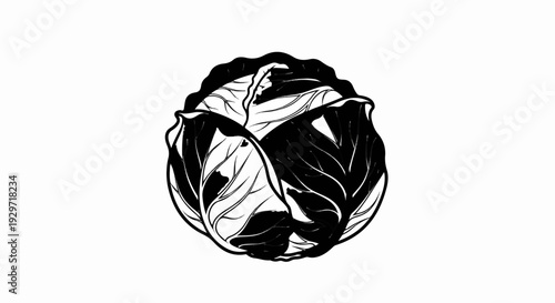 A black and white illustration of a round, leafy vegetable