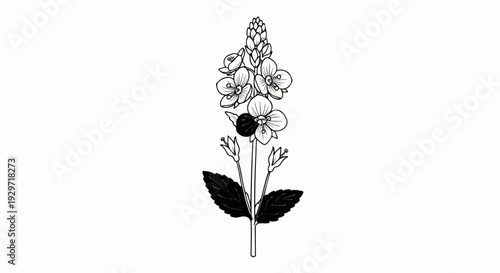 Detailed ink illustration of a flowering plant with delicate blossoms and dark leaves
