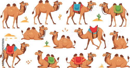 Camel Vector Collection with Dromedary and Bactrian Camels in Various Poses Featuring Traditional Colorful Saddles for Desert Travel, Middle Eastern Culture, and Safari Nature Designs
