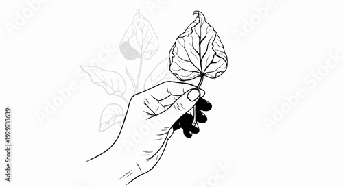Line art of a hand holding a single delicate leaf with other leaves in faint outline