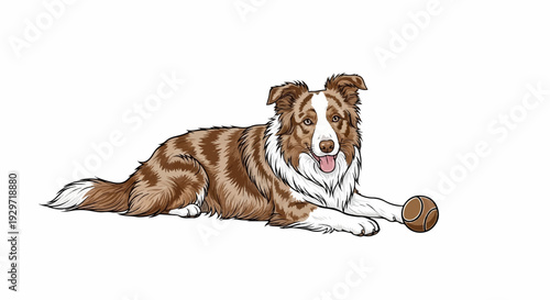 Brown and white dog lying down with a ball beside its paw
