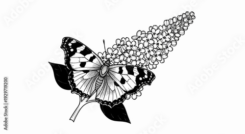 Detailed ink drawing of a butterfly with patterned wings rests on a cluster of small flowers and leaves