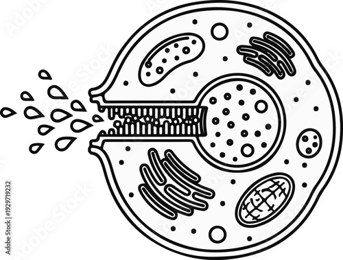 Microscopic cell with organelles and ejection of droplets