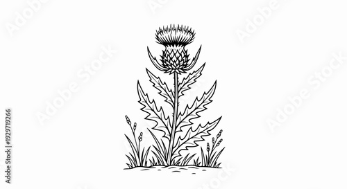 A stylized line drawing depicts a tall thistle plant with spiky leaves