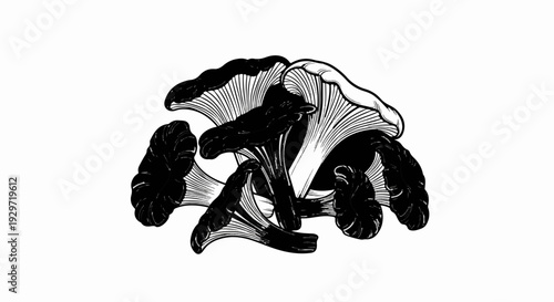 A black and white illustration of a cluster of dark-colored, trumpet-shaped fungi