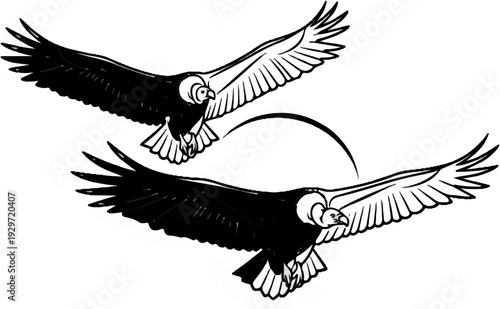 Two dark-feathered birds with outstretched wings gracefully soar