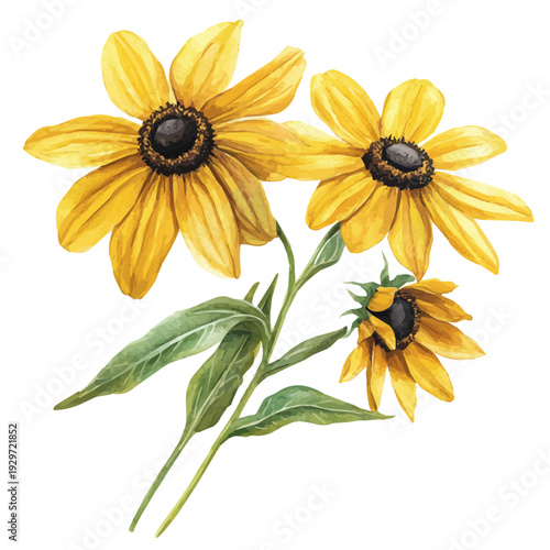 Black-eyed Susan Branch, watercolor vector portraying a joyful pose with colorful highlights, isolated on a white background.