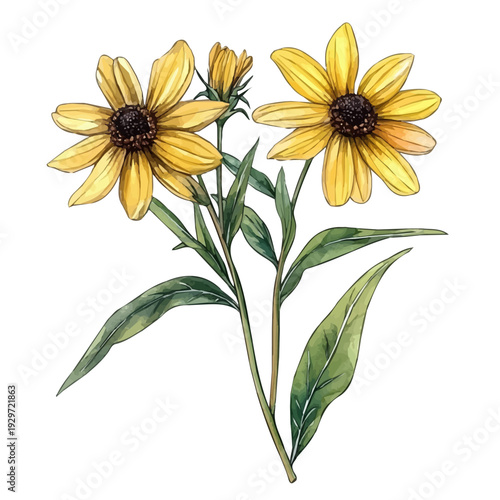 Black-eyed Susan Branch, watercolor painting capturing graceful lines and soft blended shades, isolated on a white background.