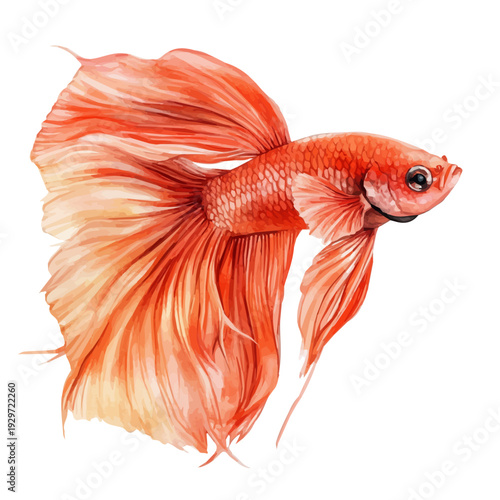 watercolor of Betta Fish illustration graphic, isolated on a white background.