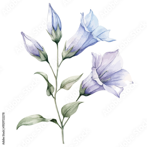 Bellflower Branch, watercolor painting capturing graceful lines and soft blended shades, isolated on a white background.