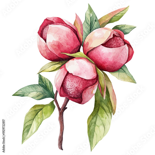 Bebinca, watercolor artwork with bold brush accents and dynamic composition, isolated on a white background.