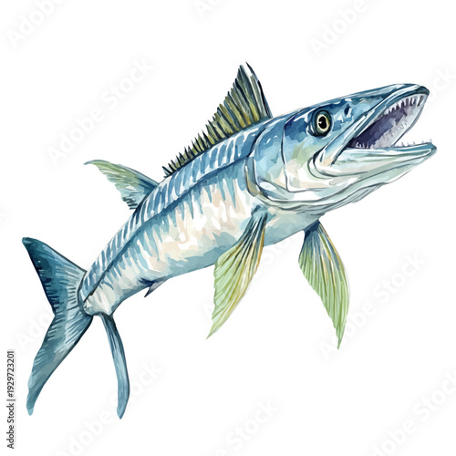 Barracuda, watercolor painting capturing graceful lines and soft blended shades, isolated on a white background.