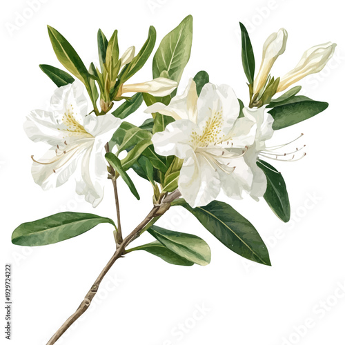 Azalea Branch, watercolor artwork with bold brush accents and dynamic composition, isolated on a white background.