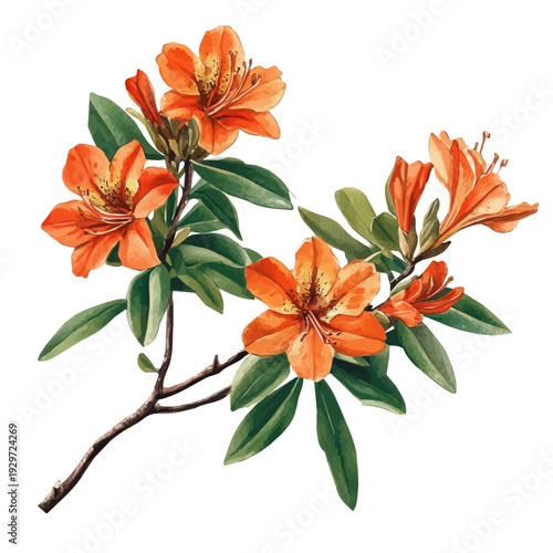 Azalea Branch, watercolor painting capturing graceful lines and soft blended shades, isolated on a white background.