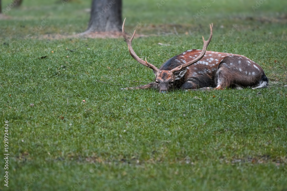 Obraz premium A deer with beautiful antlers lies on the green grass. The deer's eyes are sad.