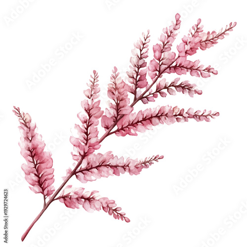 Astilbe Branch, watercolor painting capturing graceful lines and soft blended shades, isolated on a white background.