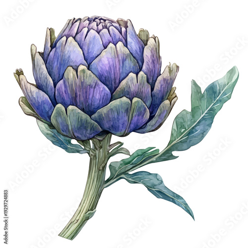 watercolor of Artichoke Flower Branch illustration graphic, isolated on a white background.