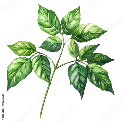 Aralia Branch, watercolor artwork with bold brush accents and dynamic composition, isolated on a white background.