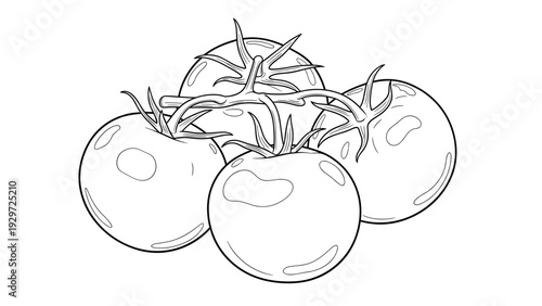 bunch of tomatoes on the vine hand drawn line art illustration