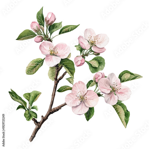 Apple Blossom Branch, watercolor illustration featuring playful movement and lively expressions, isolated on a white background.