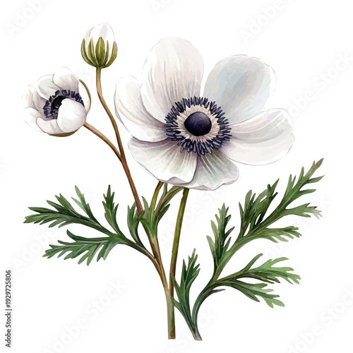 Anemone Branch, watercolor vector portraying a joyful pose with colorful highlights, isolated on a white background.