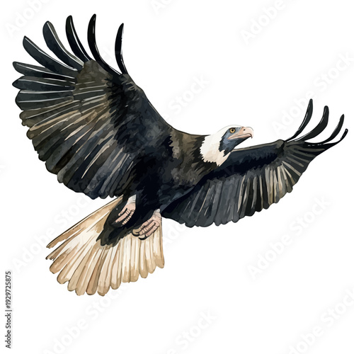 Andean Condor, watercolor painting capturing graceful lines and soft blended shades, isolated on a white background.