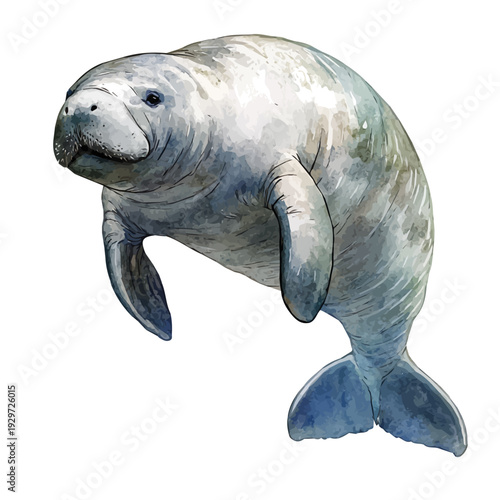 Amazonian Manatee, watercolor painting capturing graceful lines and soft blended shades, isolated on a white background.