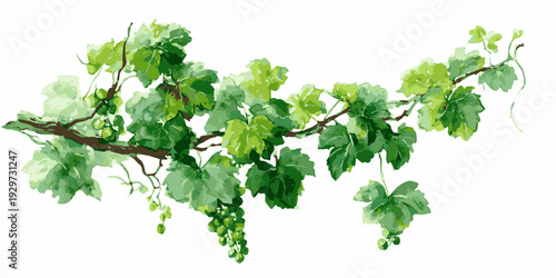 A vibrant branch of grapevine with lush green leaves and clusters of grapes.