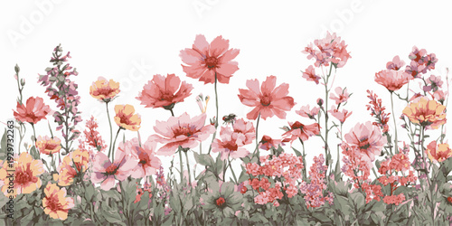 Colorful orchid flowers on white background