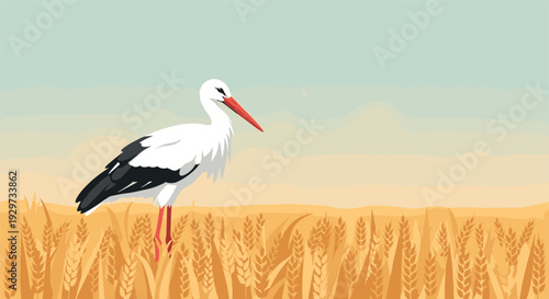white stork standing in wheat field flat vector nature illustration