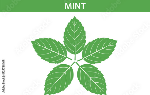 Mint Leaf Botanical Vector Illustration with Fresh Green Herbal Plant Symbol for Organic Food Packaging Natural Medicine and Eco Friendly Design