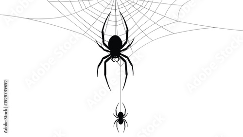 Silhouette of a large spider and its smaller offspring are shown hanging from a complex spiderweb against a clean white background.