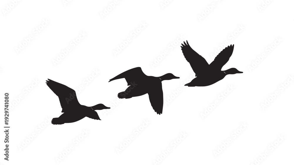 Obraz premium Geese flying silhouettes with three wild birds in flight, black vector shapes isolated on white background, migration concept