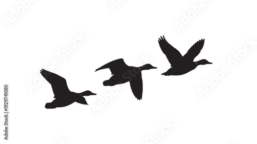 Geese flying silhouettes with three wild birds in flight, black vector shapes isolated on white background, migration concept