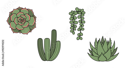 Succulent Plant Line modern color mix