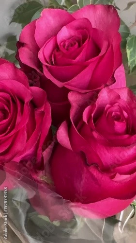 pink roses on a white background