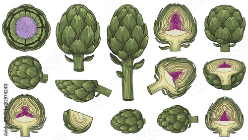 Large collection of artichoke illustrations including whole vegetables halved pieces and various slices showing internal details and textures.