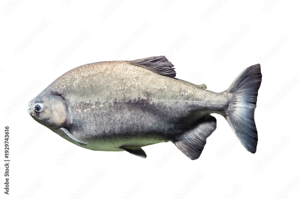 Obraz premium tambaki (piaractus brachypomus) isolated on a white background