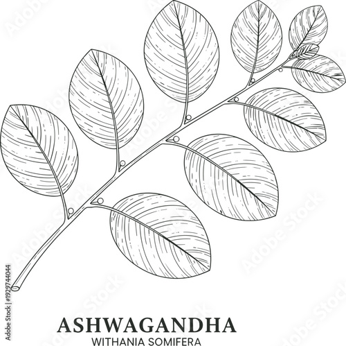 Detailed black and white botanical illustration of Ashwagandha plant Withania somnifera with labeled text, perfect for herbal medicine, Ayurvedic 