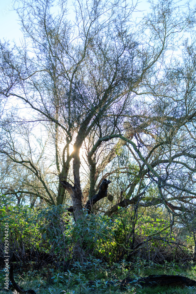 Fototapeta premium Backlit shot of Foothill Palo Verde Tree Canopy, Parkinsonia microphylla, with sun shining directly thru its canopy and Brittlebush shrubs, Encelia farinose, in North Mountain park desert preserve, Ph