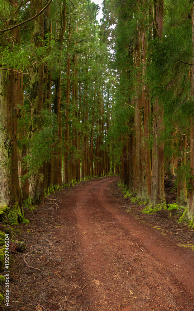 Naklejka premium Dense forest in Viveiro da Falca, Terceira Island, Azores, with moss-covered tree trunks creating a lush green woodland atmosphere in this natural reserve