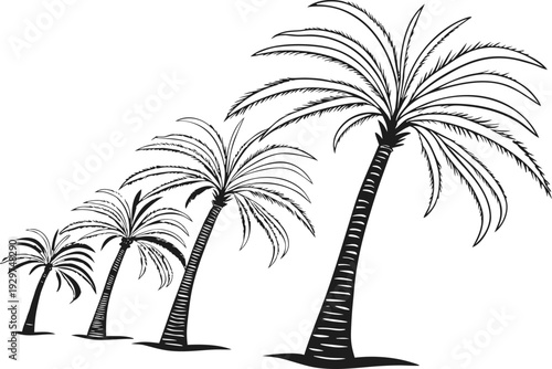Black and white of four palm trees on white background
