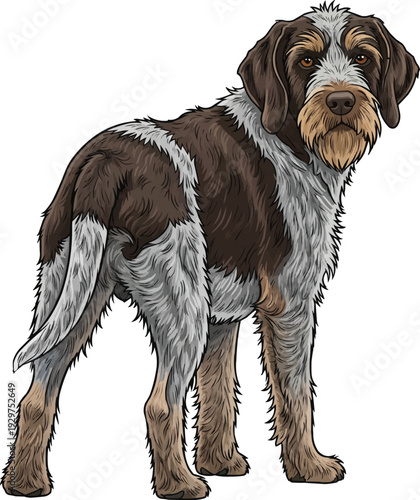 Wirehaired Pointing Griffon dog standing rear view looking back